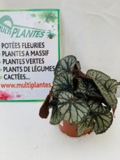 Begonia Feuille Fedor 3L