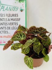 Begonia Feuille Ferox 3L