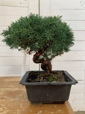 BOJC-D15 Juniperus Chinensis