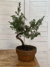BOJI-D20 Juniperus Chinensis Itoigawa