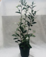 CASI-2L Camellia Sinensis 2L