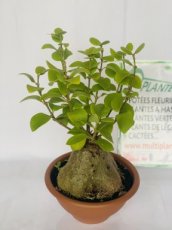 Hydnophytum Papuanum D30