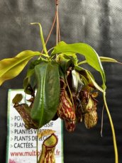 Nepenthes Spp
