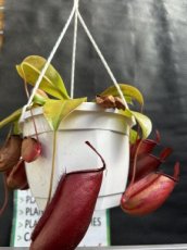 Nepenthes Spp