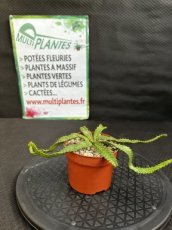 PGCASUD08EUS Euphorbia Stellata