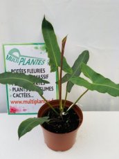 PHAT-5L Philodendron Atabapoense 5L