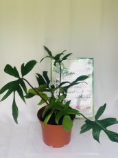 PHFG-5L Philodendron Florida Green 5L