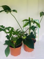 Philodendron 5L