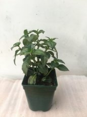 RUKL-1L Plante Champignon 1L